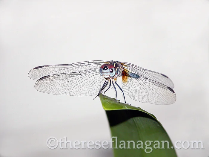 Dragonfly on Leaf