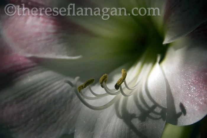 Spring Offering, Afternoon Light