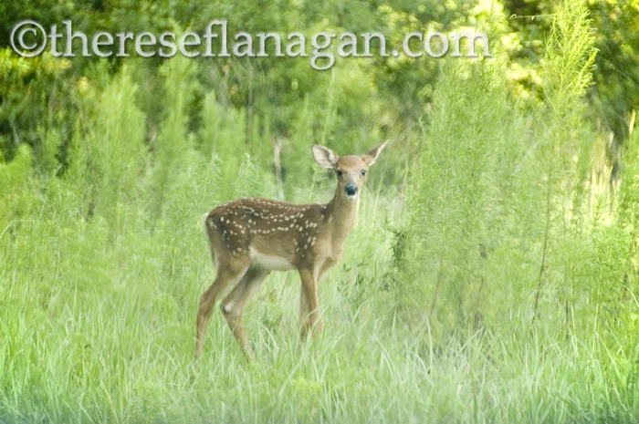 therese@thereseflanagan.com
