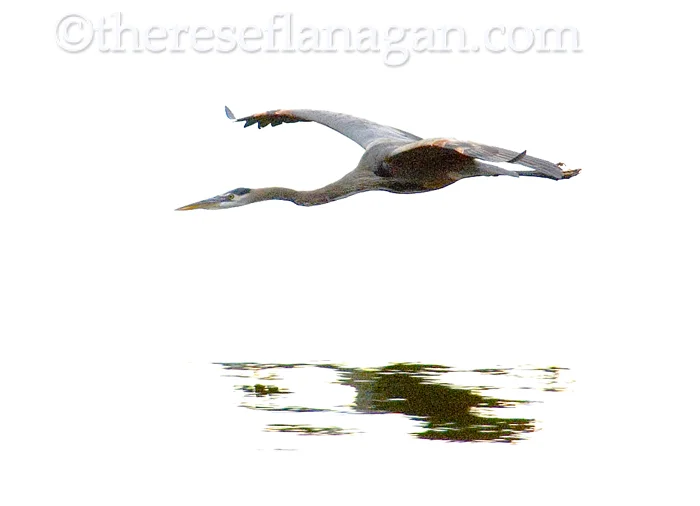 Blue Heron in Flight