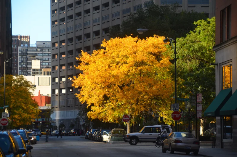 autumn in chicago 2.jpg