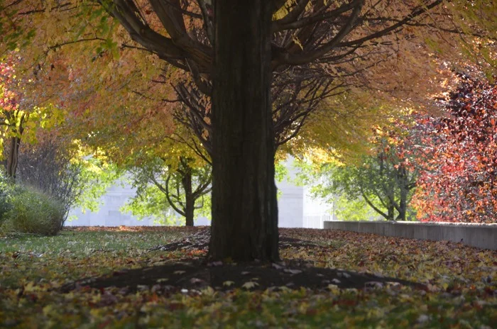 the colors  of autumn.jpg