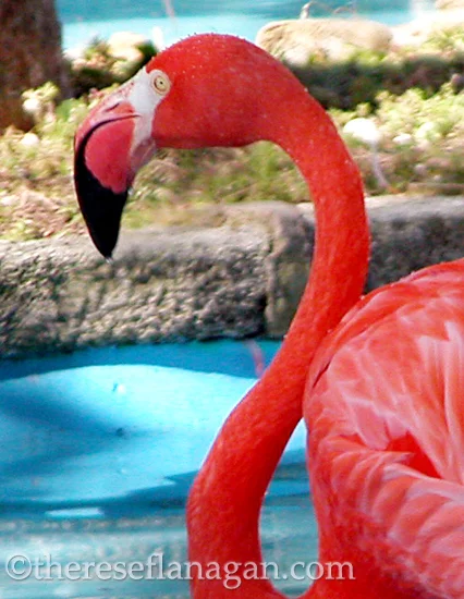 Fourteen Ways of Looking at a Flamingo