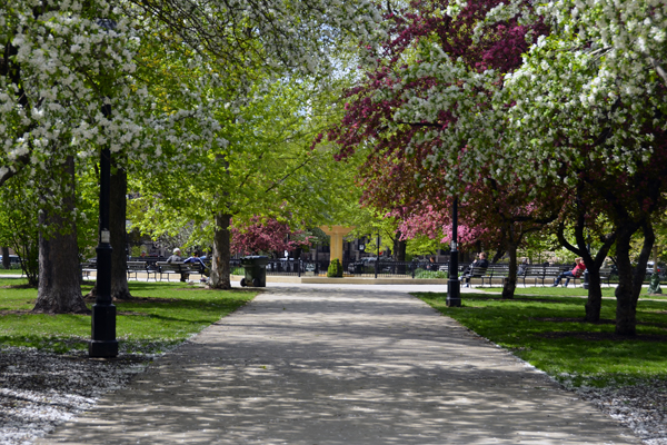 Spring in Chicago sm.jpg