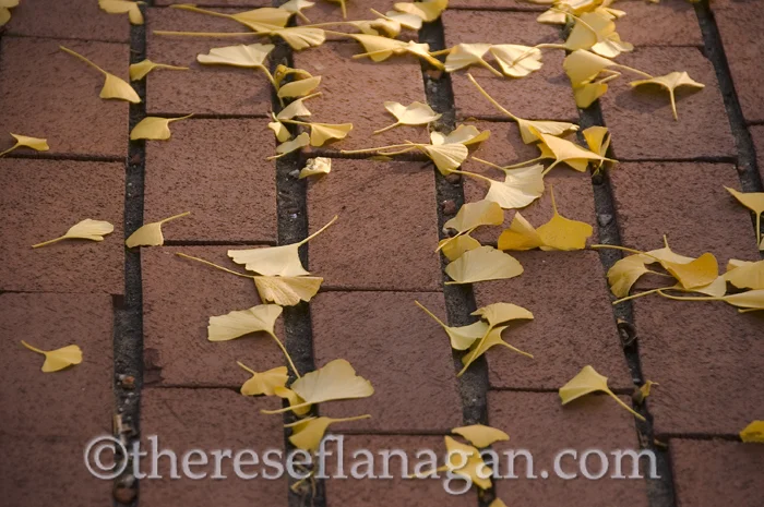 Autumn late afternoon Chicago.jpg