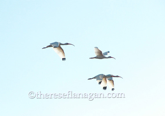 4 ibises in flight.jpg