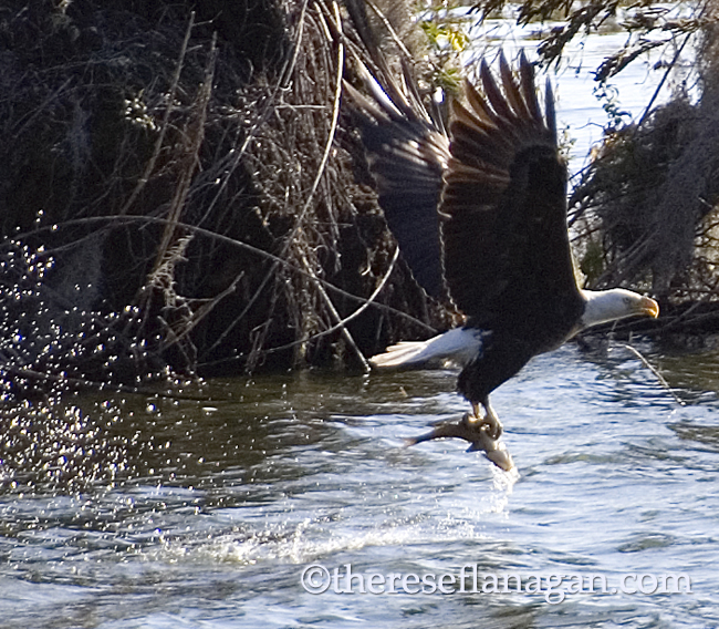 eagle snags a fish.jpg