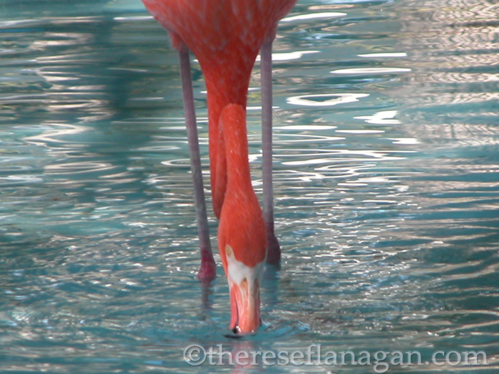 Fourteen Ways of Looking at a Flamingo.jpg