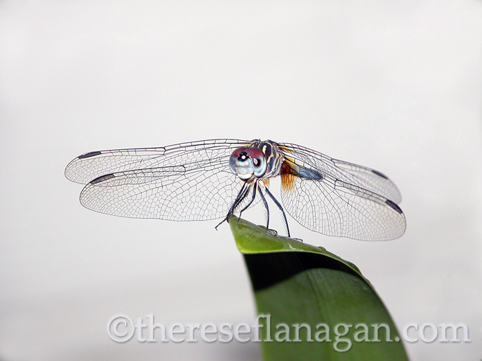 dragonfly on leaf.jpg