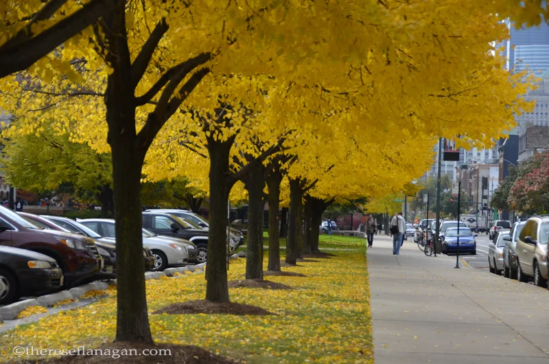 The Golden Light of Autumn