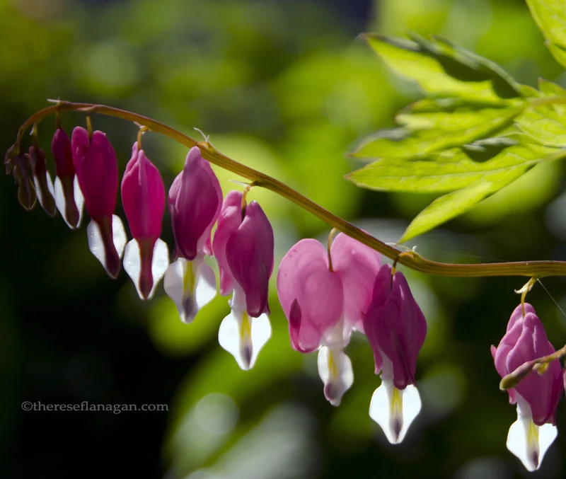 Bleeding Hearts