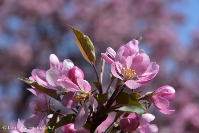 Washington Square Park - Chicago - Spring 2015
