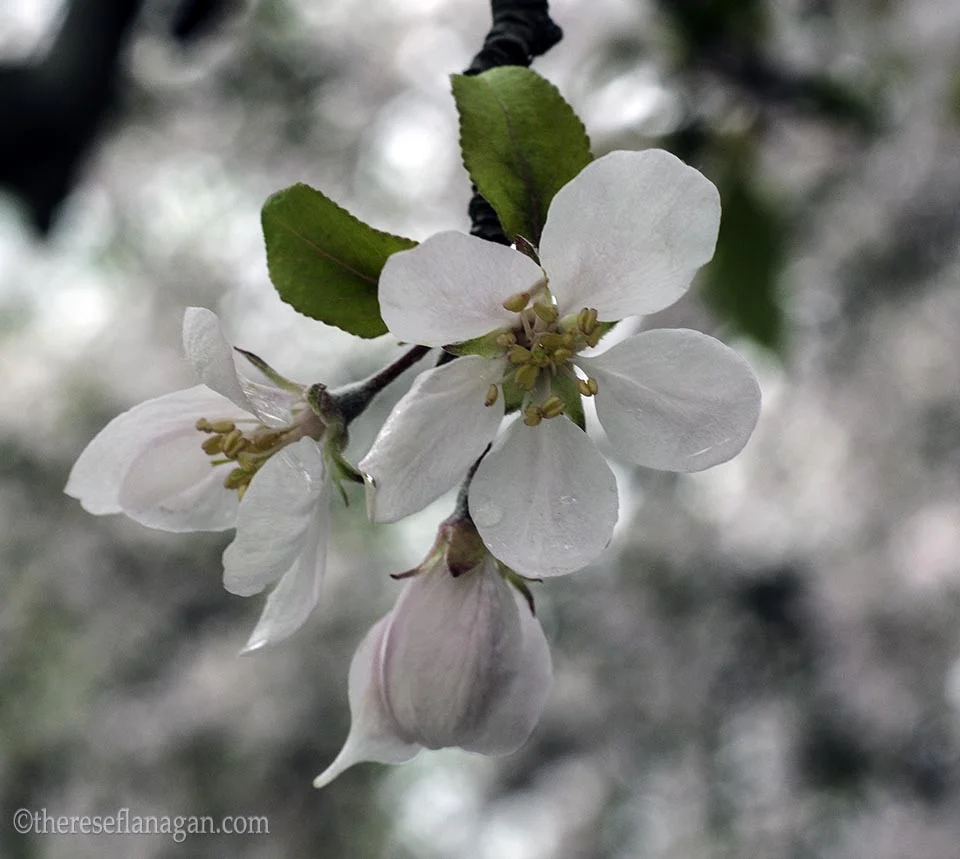 Washington Square Park  - Spring 2015