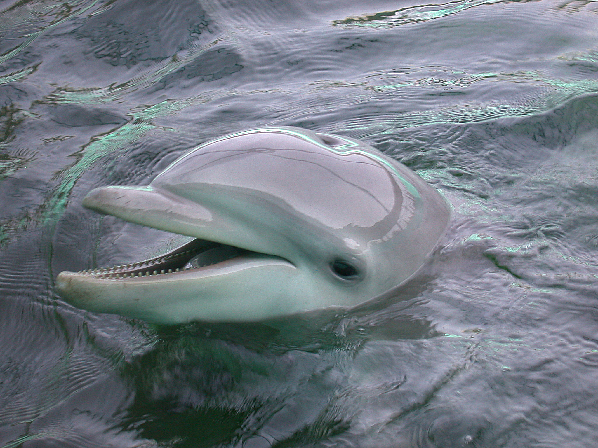 Bottlenose Dolphin