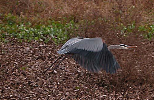 blue heron fotolog.jpg