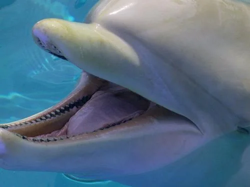 dolphin 2.jpg