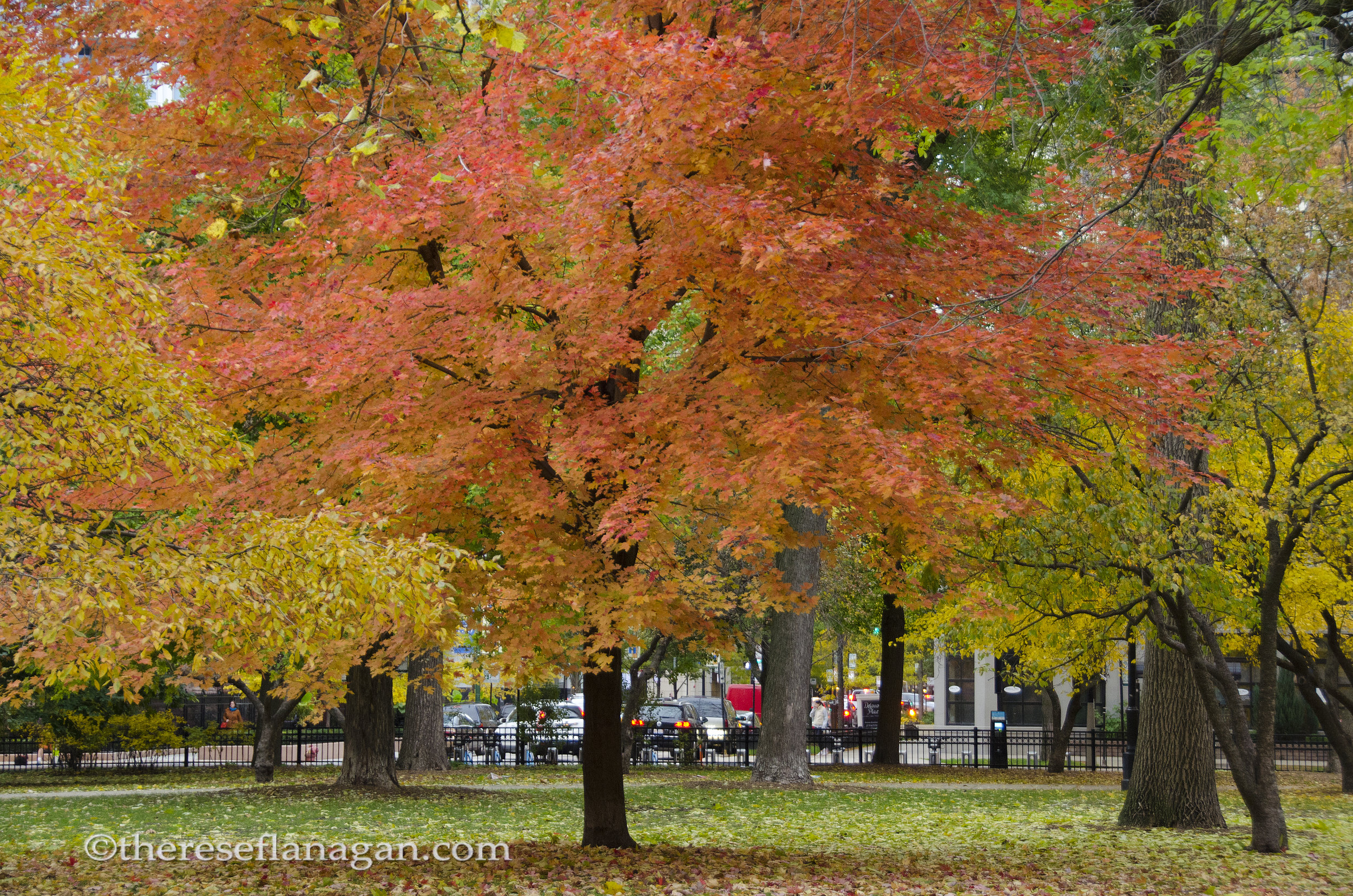 Washington Square Park | Chicago | Autumn
