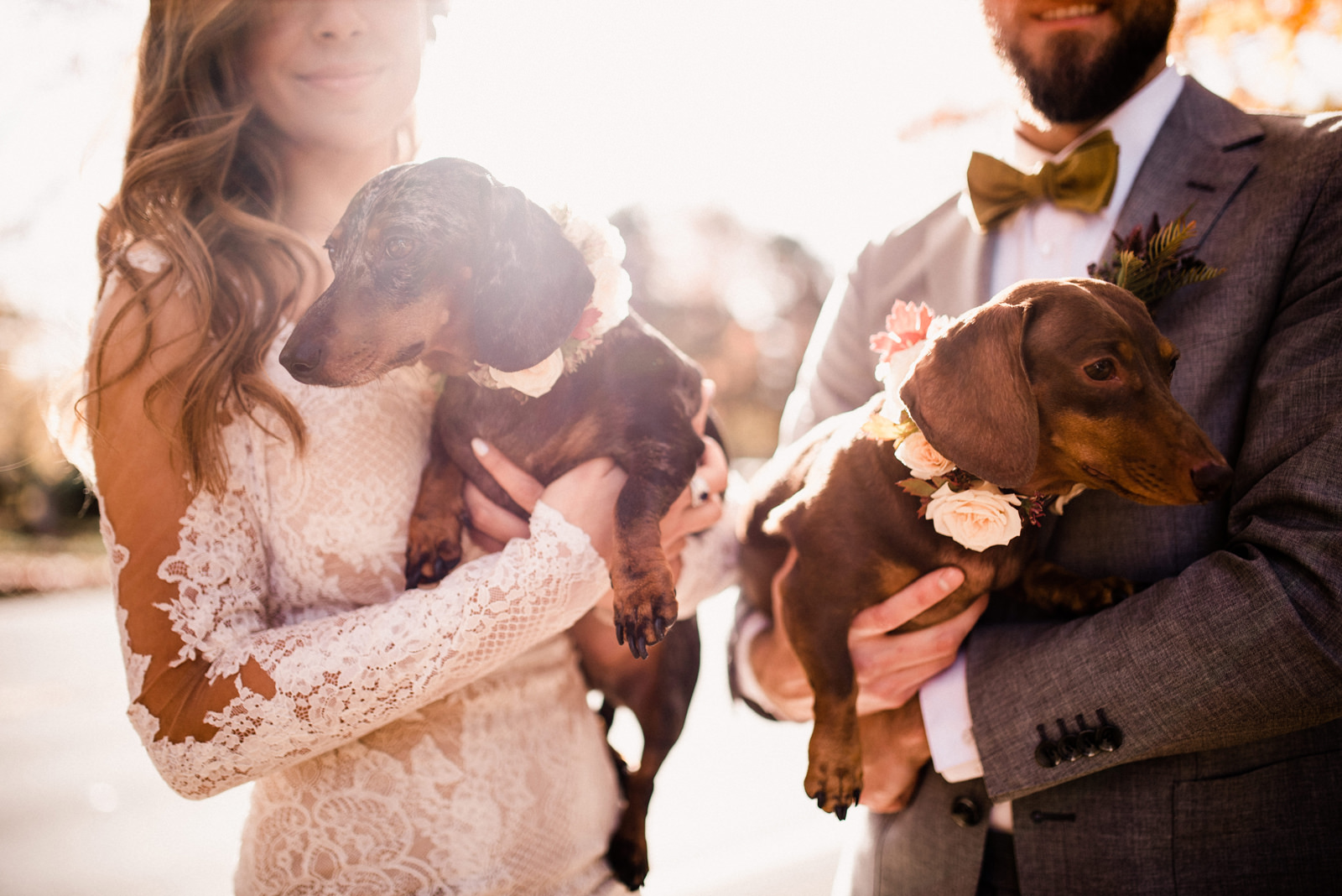 080-bride-in-pronovias-gown-with-sleeves-and-dachshunds-with-floral-collars.jpg