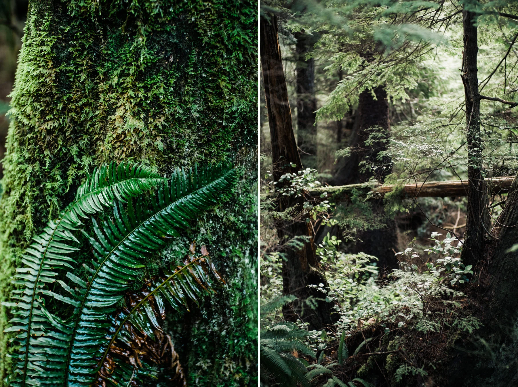 184-cloudy-pnw-elopement-on-film-at-cape-flattery-in-washington.jpg