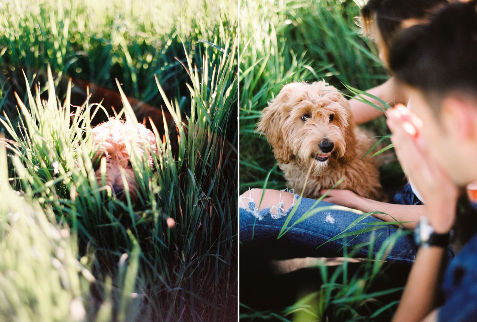 052-summery-engagement-session-with-a-goldendoodle-at-discovery-park-on-film.jpg