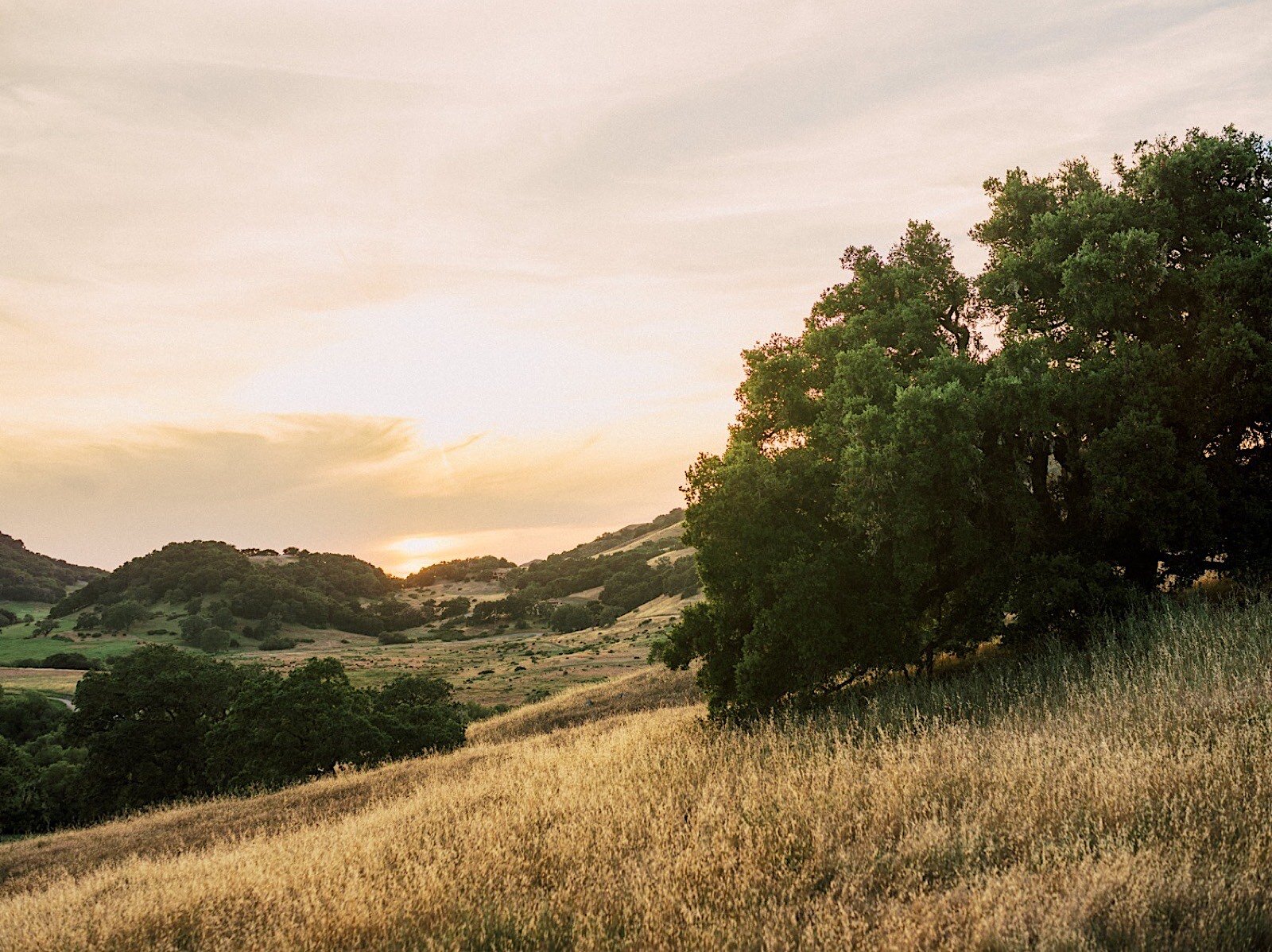 60_Rolling_santa_fields_In_sunset_preserve_With_at_trees_golden_Oak_lucia_carmel.jpg