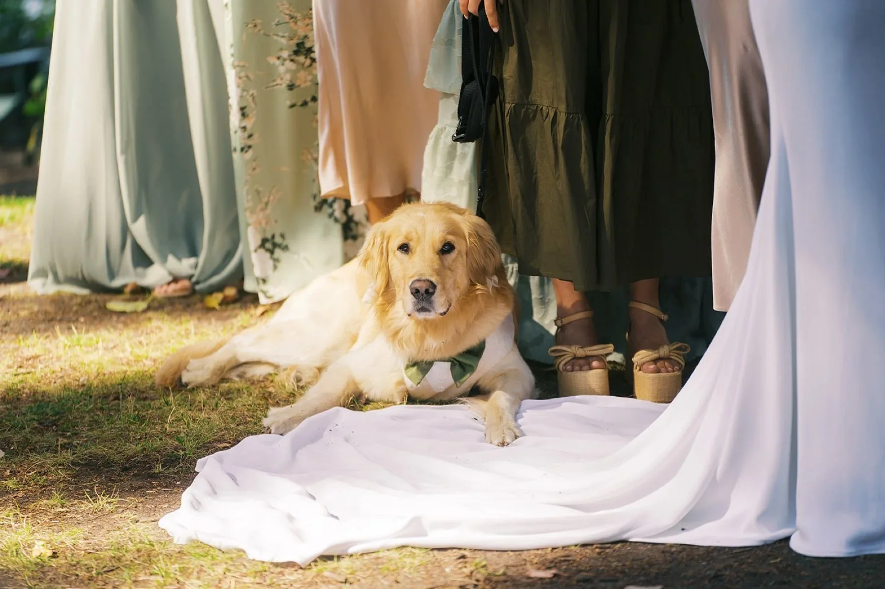 golden retriever laying on bride's dress at ceremony