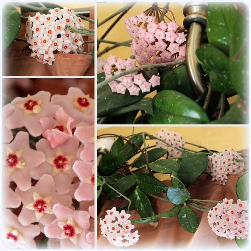 Throwback Thursday: Long live Grandma's hoya