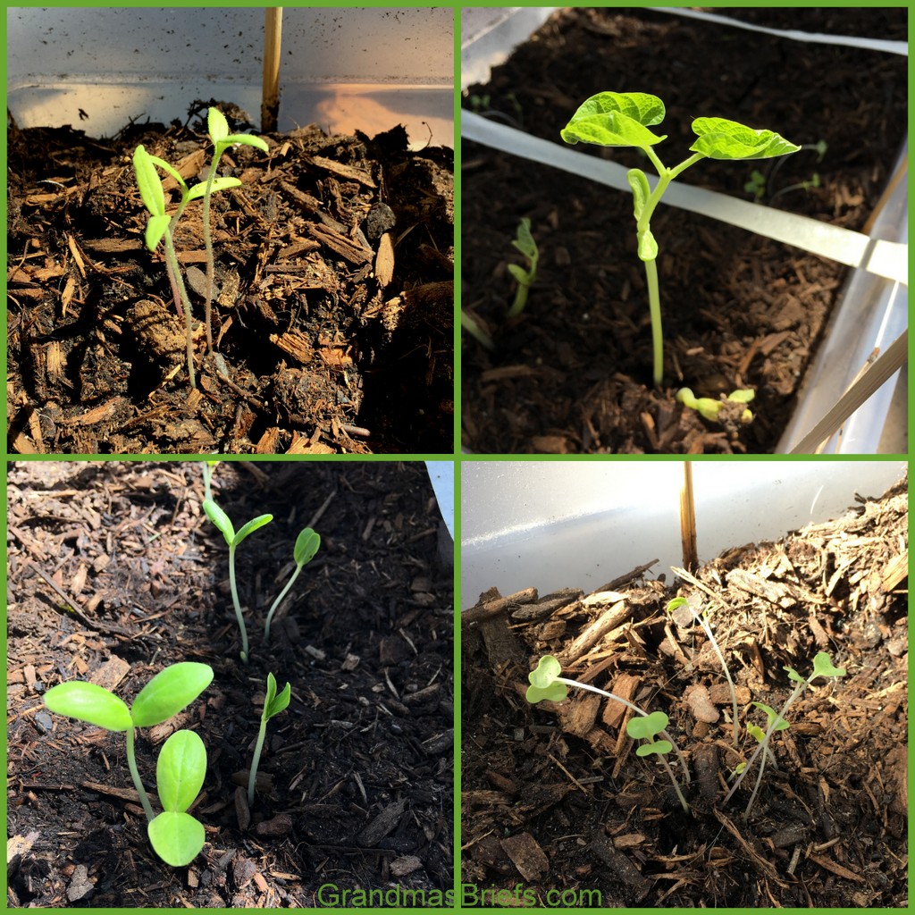 Several sprouts a sprouting