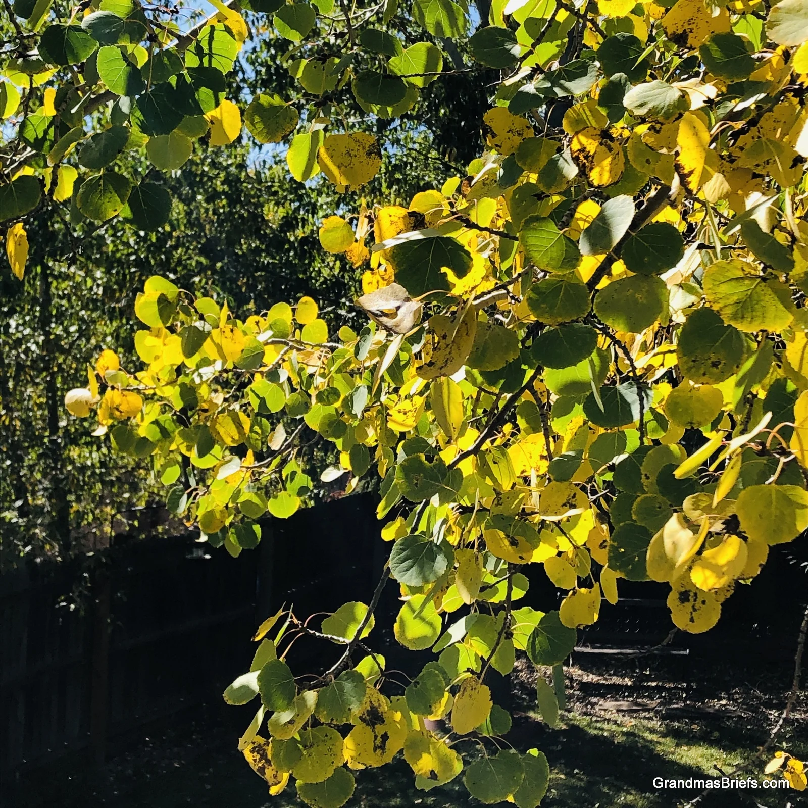 Fall from my deck