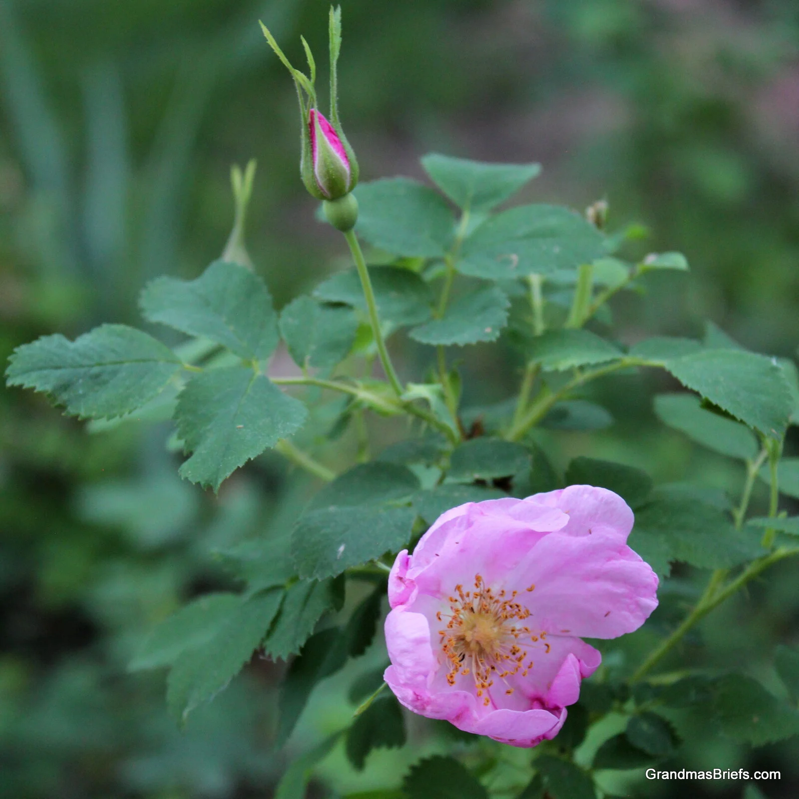 wild rose 2020.JPG