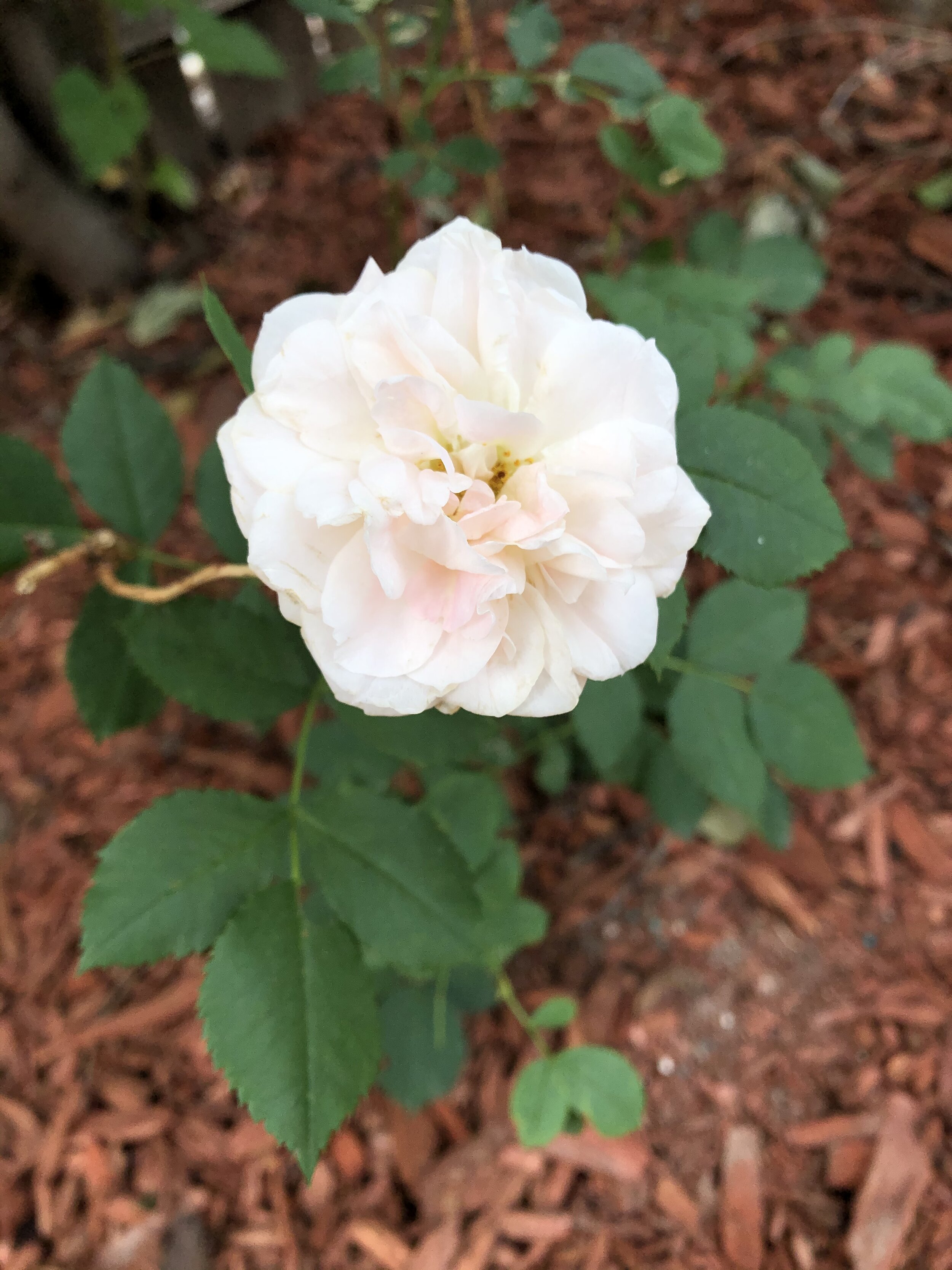 white rose 2020.jpg