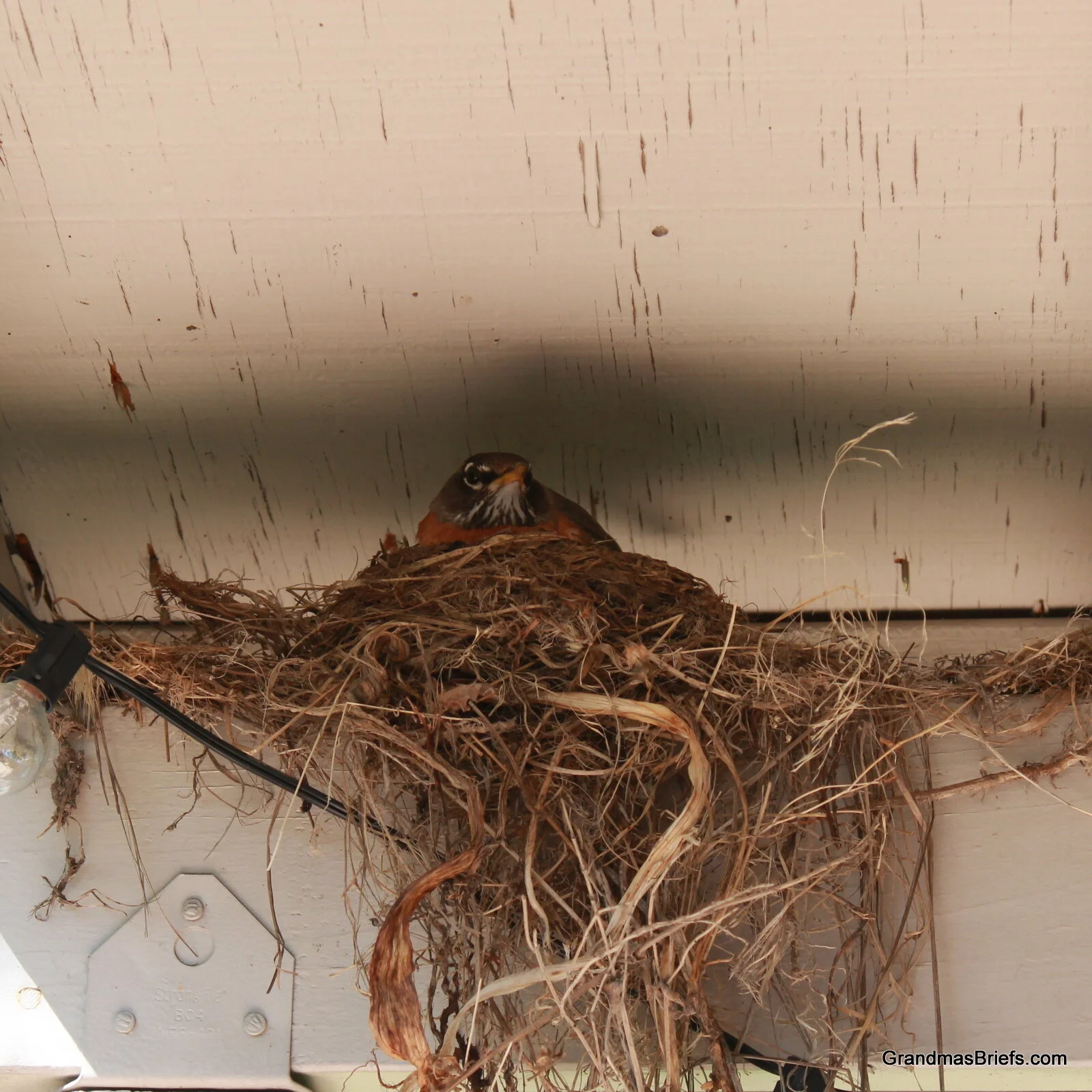 hatching robin eggs.JPG