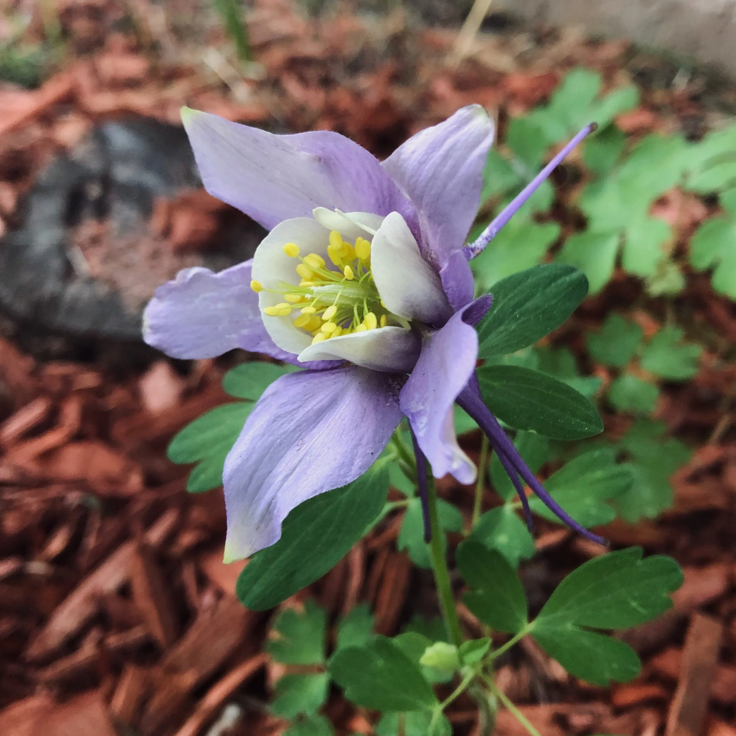Blooms and birds: Sights that soothe Covid chaos