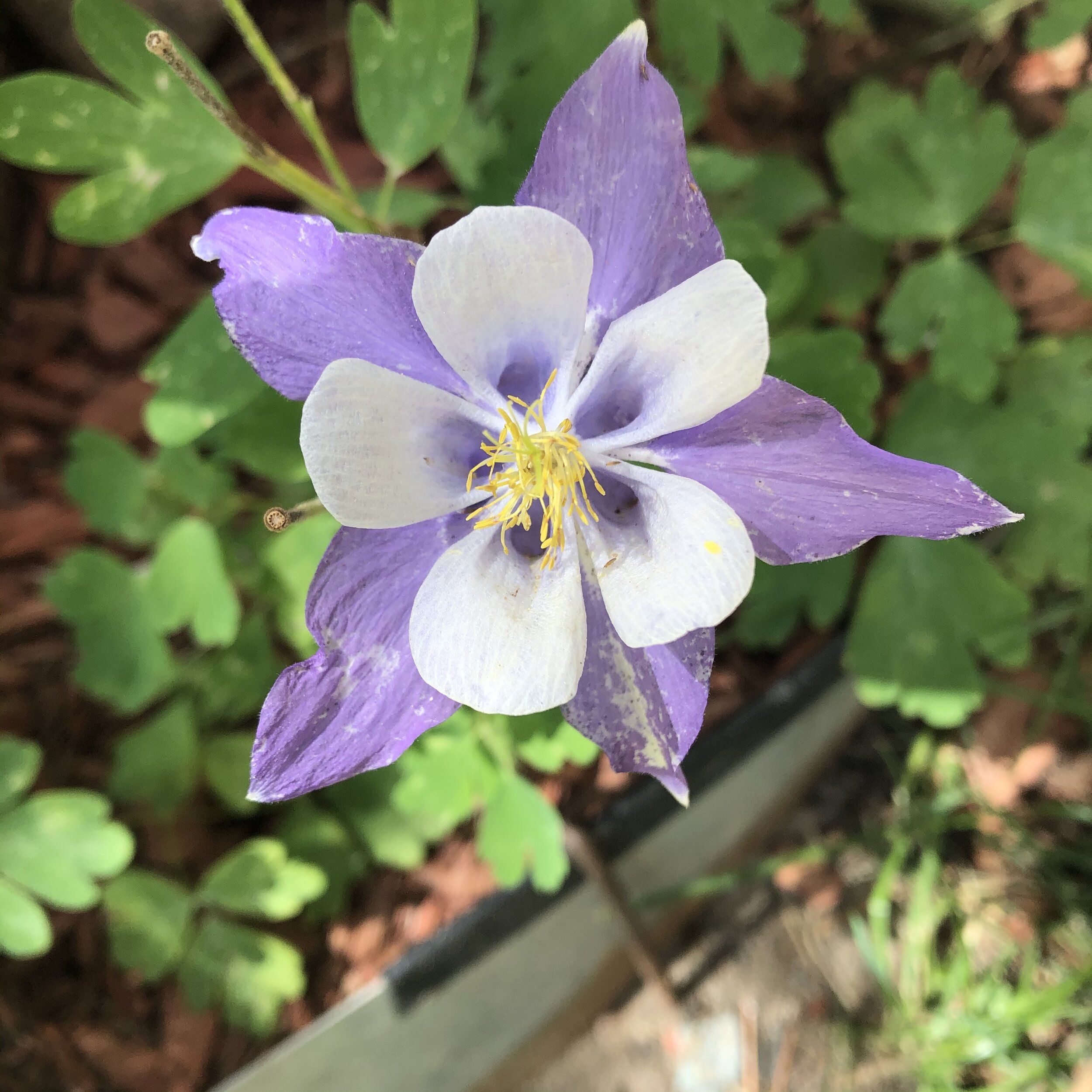 blue columbine 2020.jpg