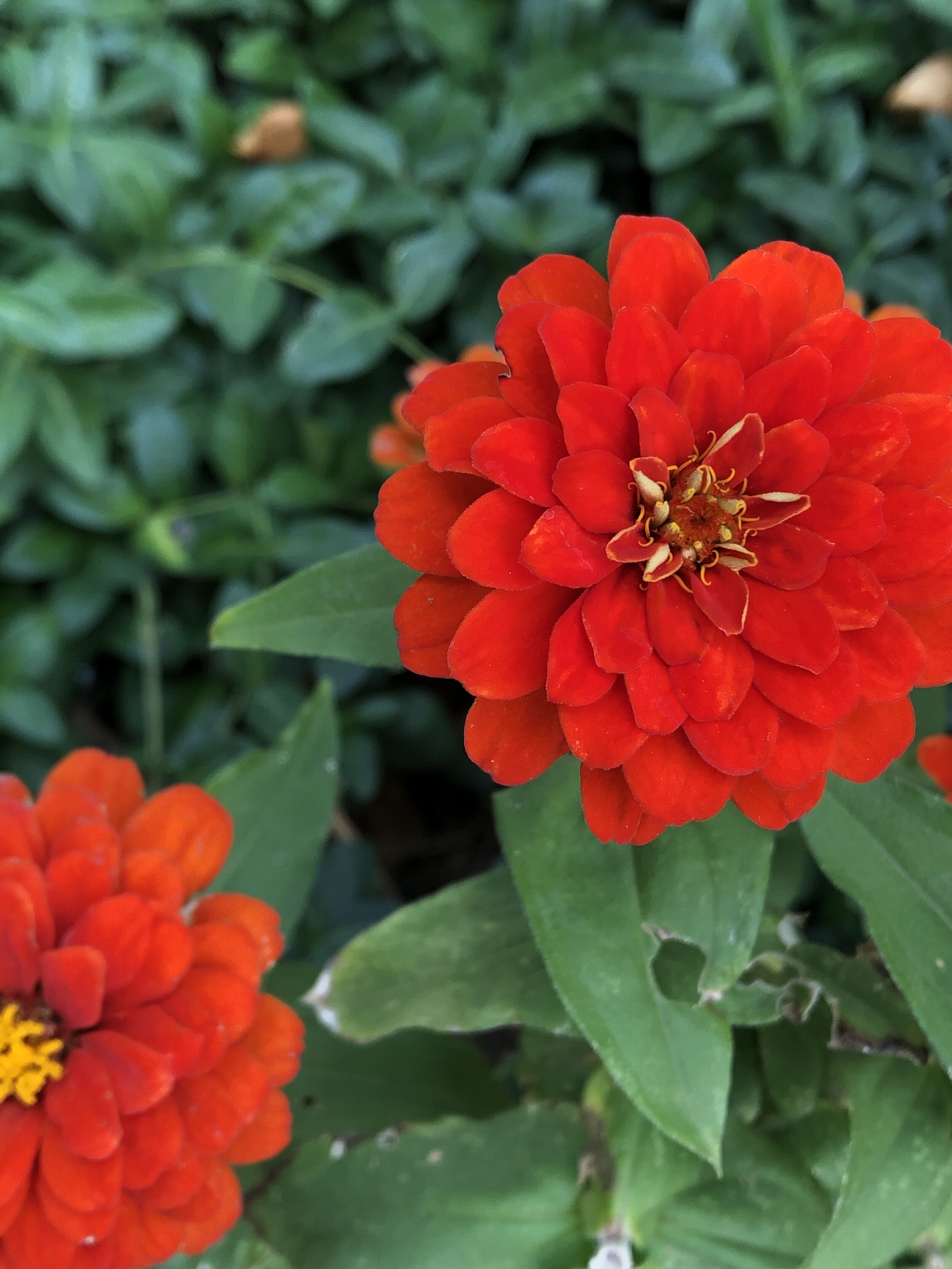 orange zinnia 2020.jpg