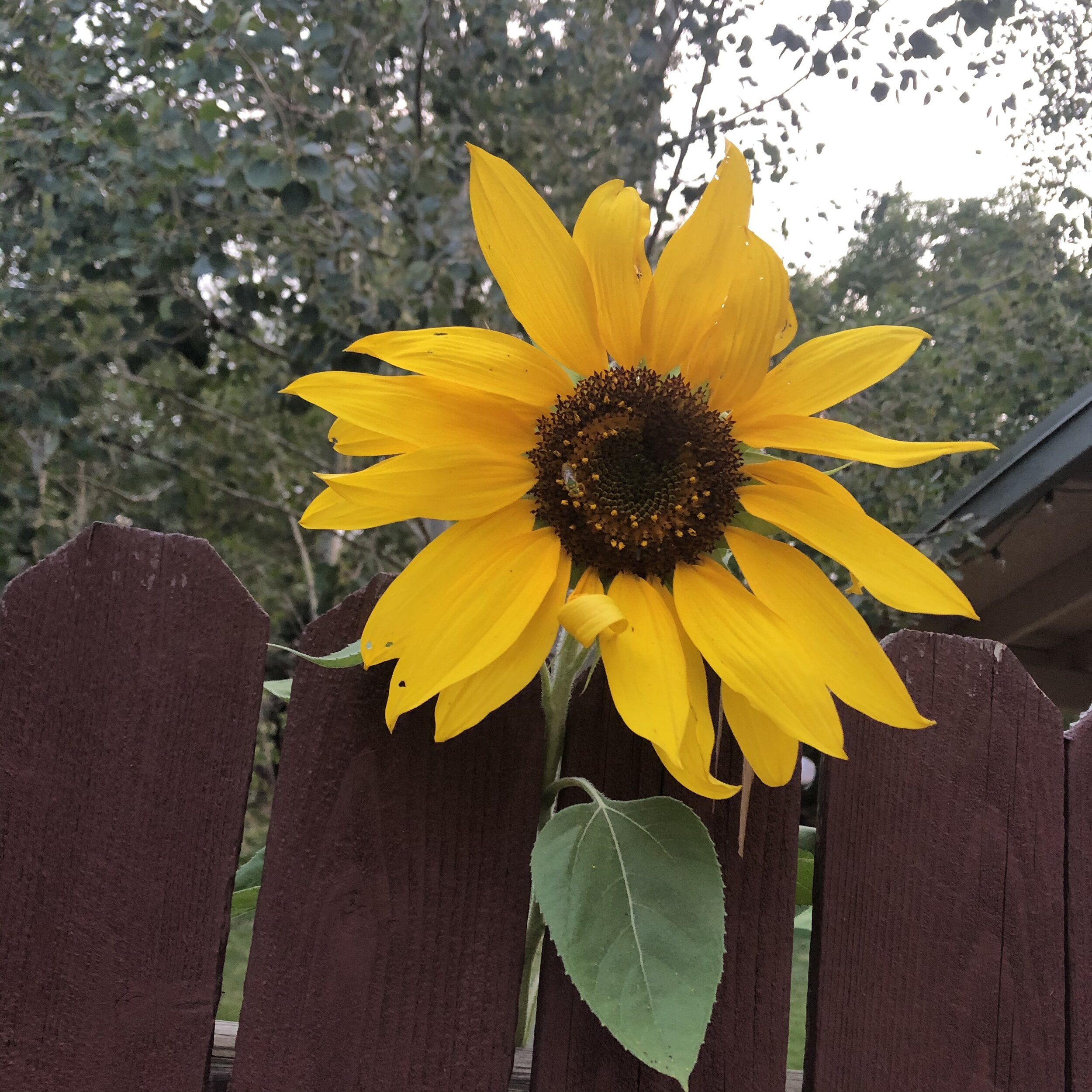 sunflower 2020.jpg