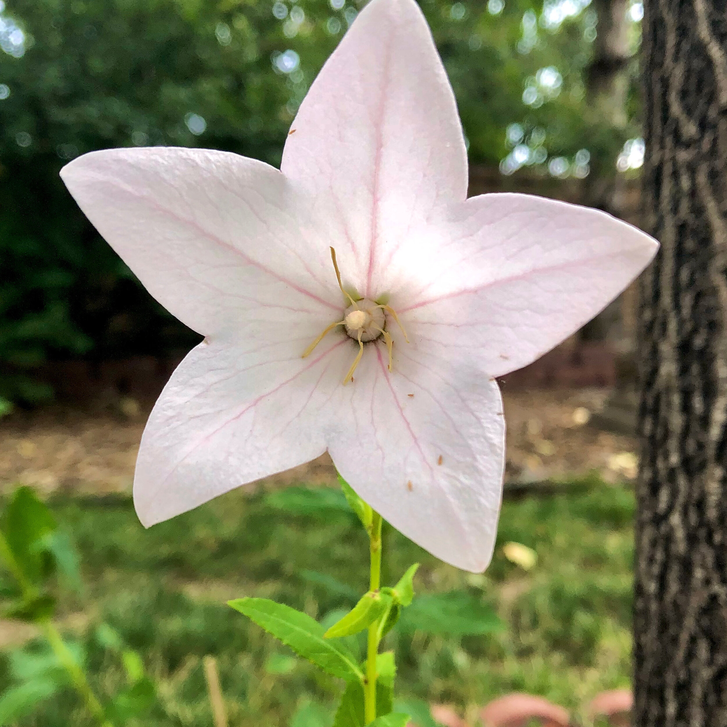 white balloonflower 2020.jpg