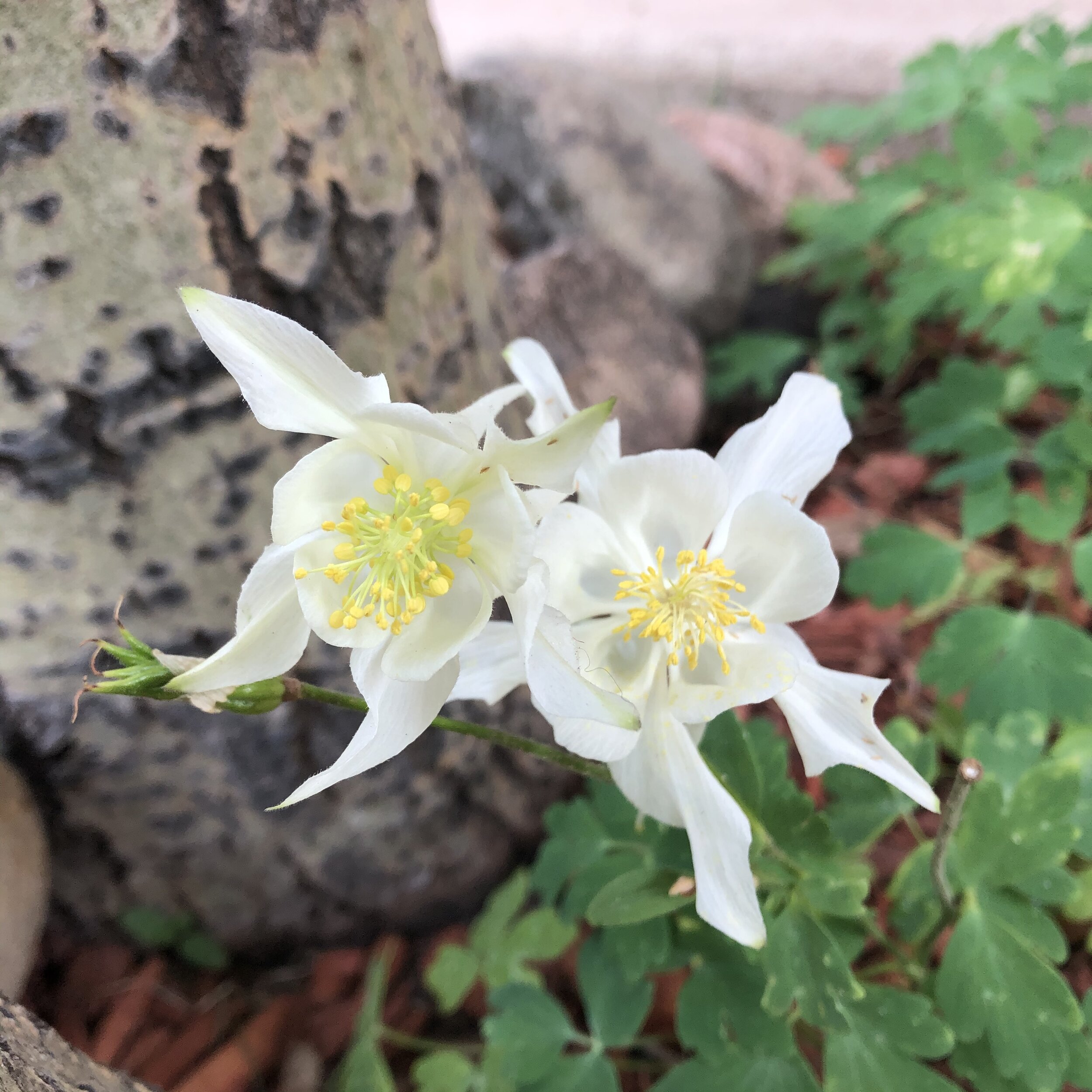 white columbine 2020.jpg