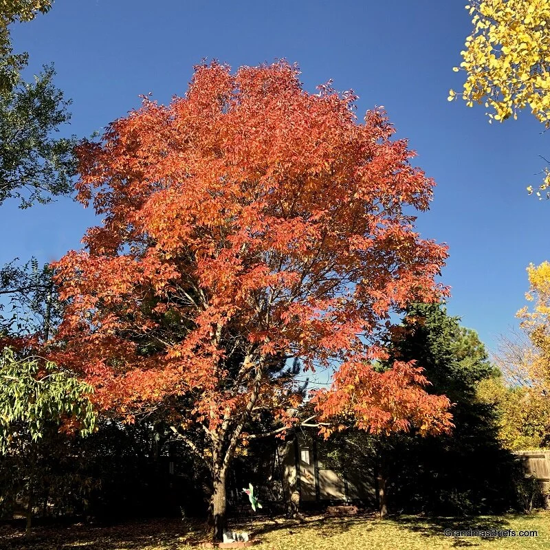 Backyard bliss 2020