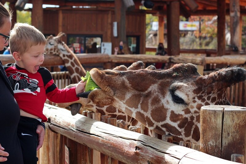 zoo feed giraffe.JPG