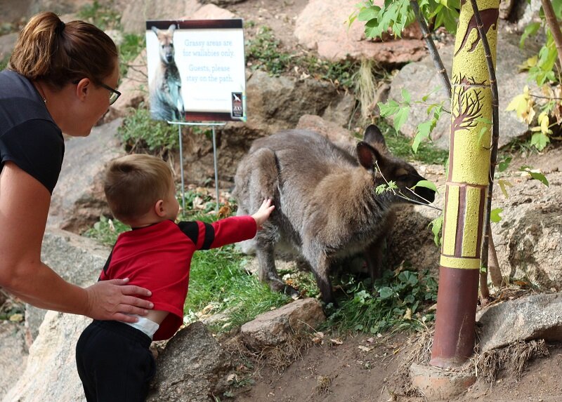 zoo touch wallaby.JPG
