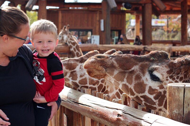 zoo happy giraffe.JPG