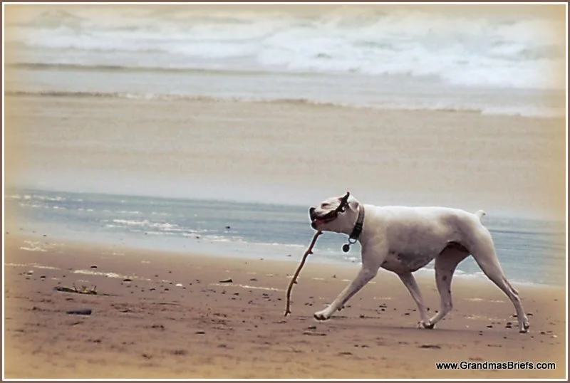 7 things to shake a stick at