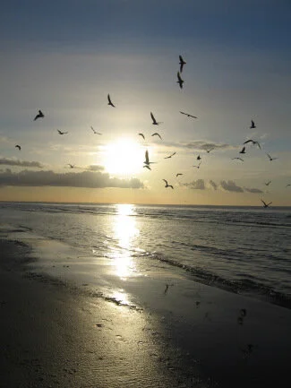 Seagulls and cereal