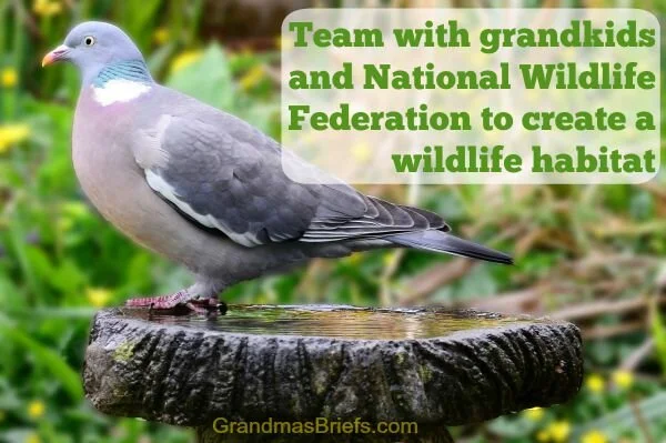 Team with grandkids and National Wildlife Federation to create a wildlife habitat