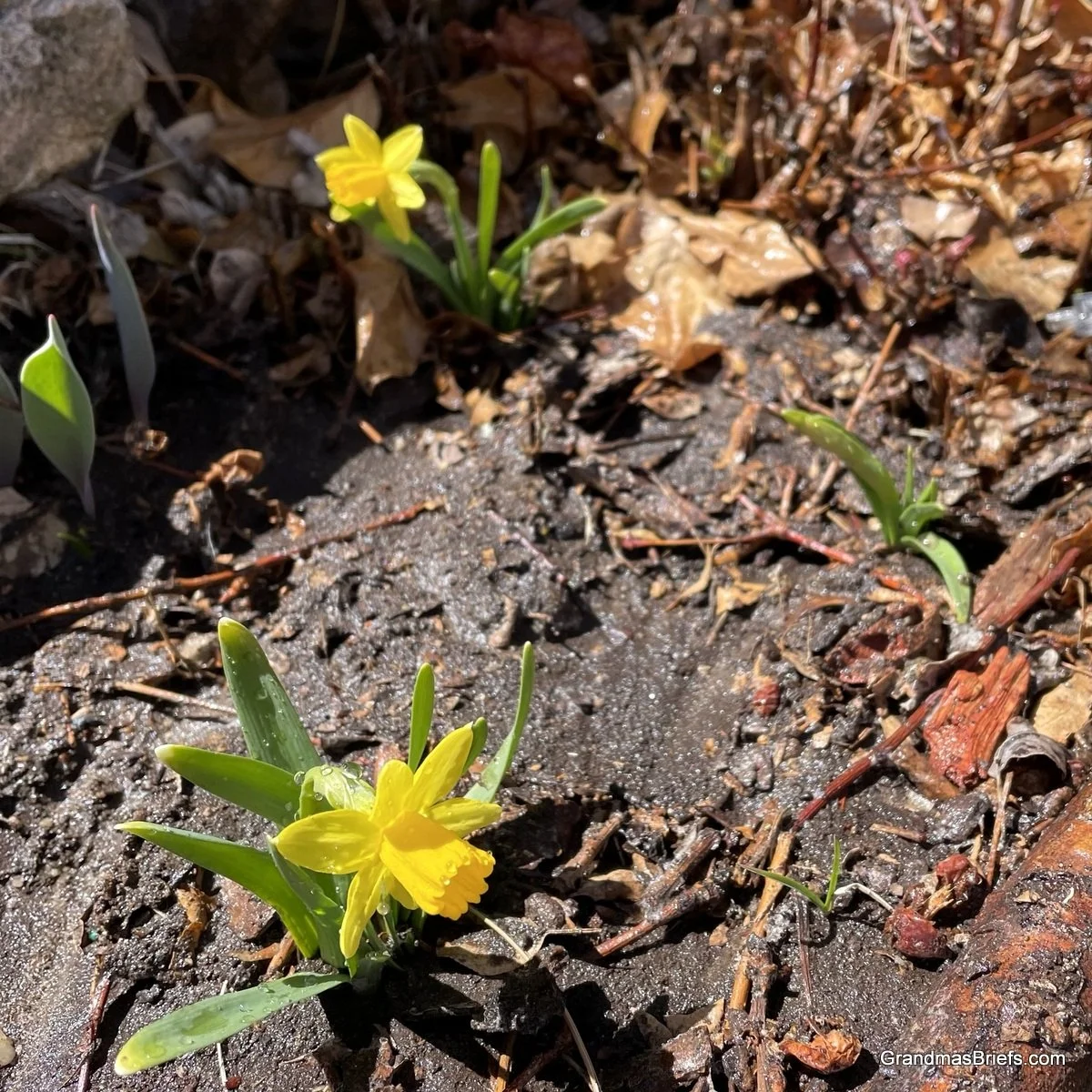 Spring is springing