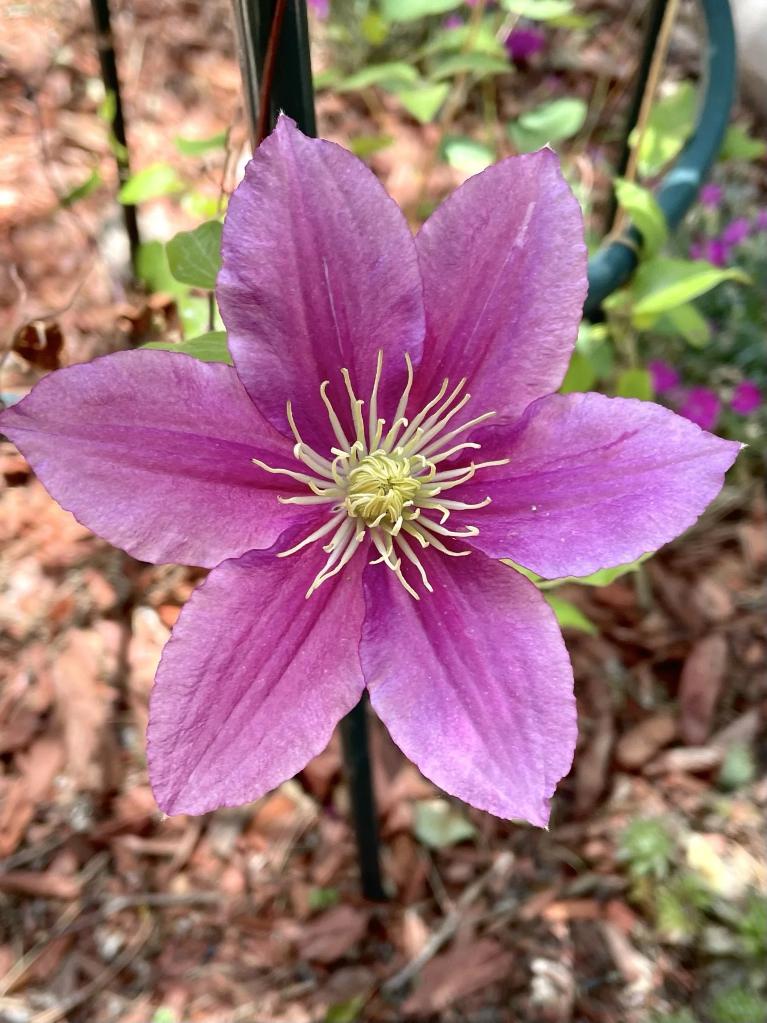 clematis 22.JPEG