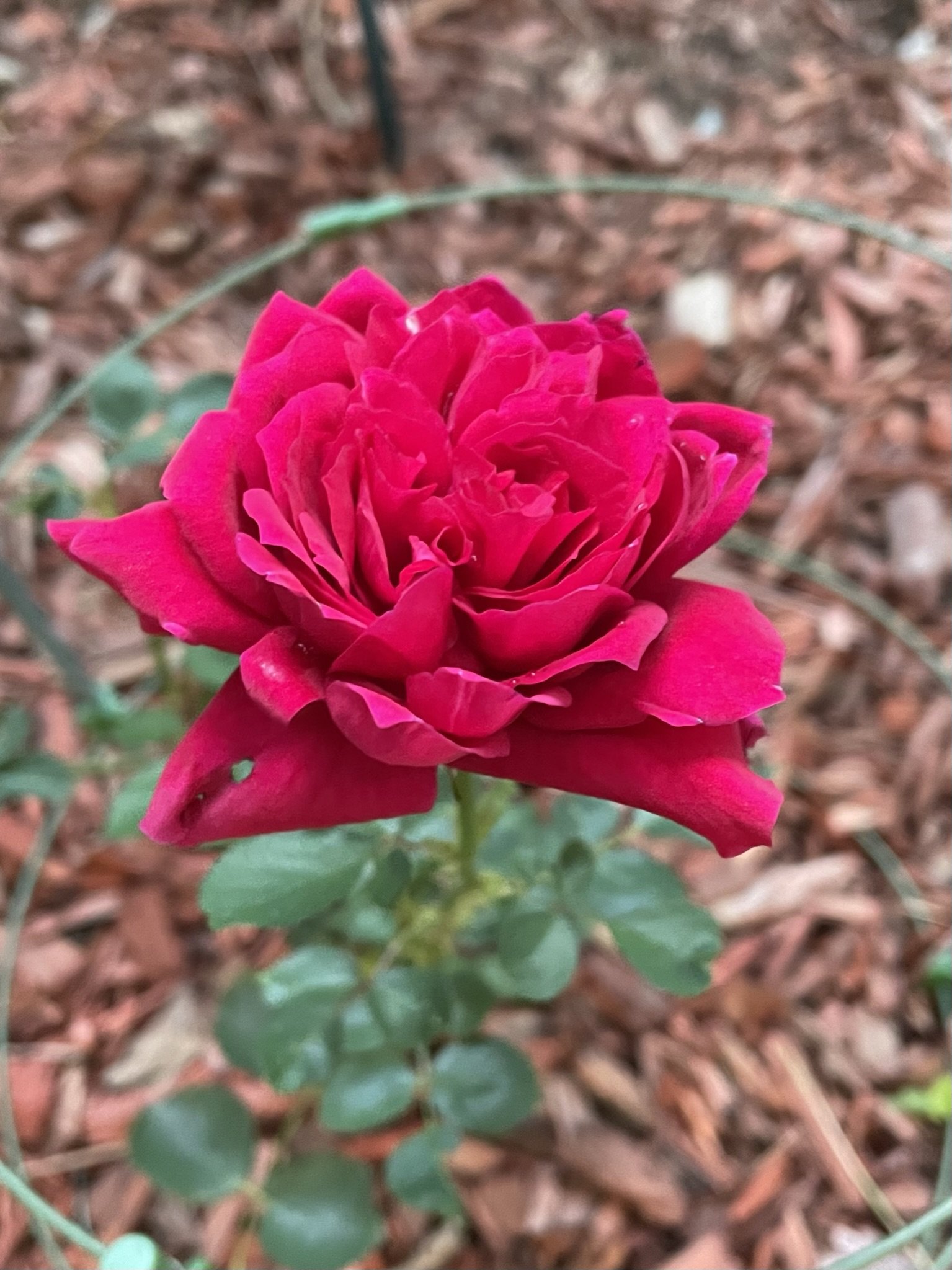 ruby rose 22.JPEG