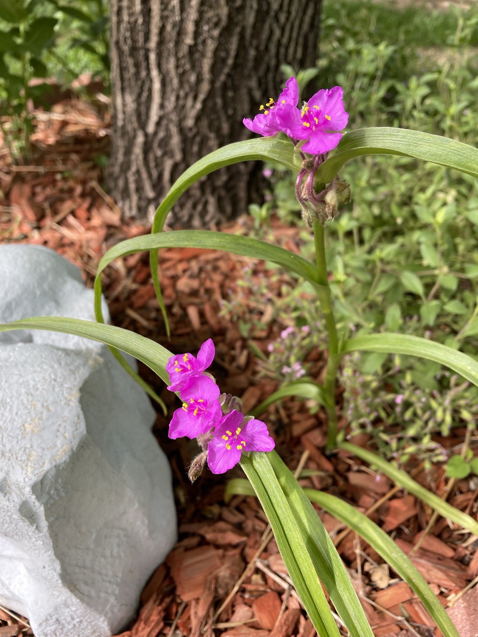 spiderwort 22.JPEG