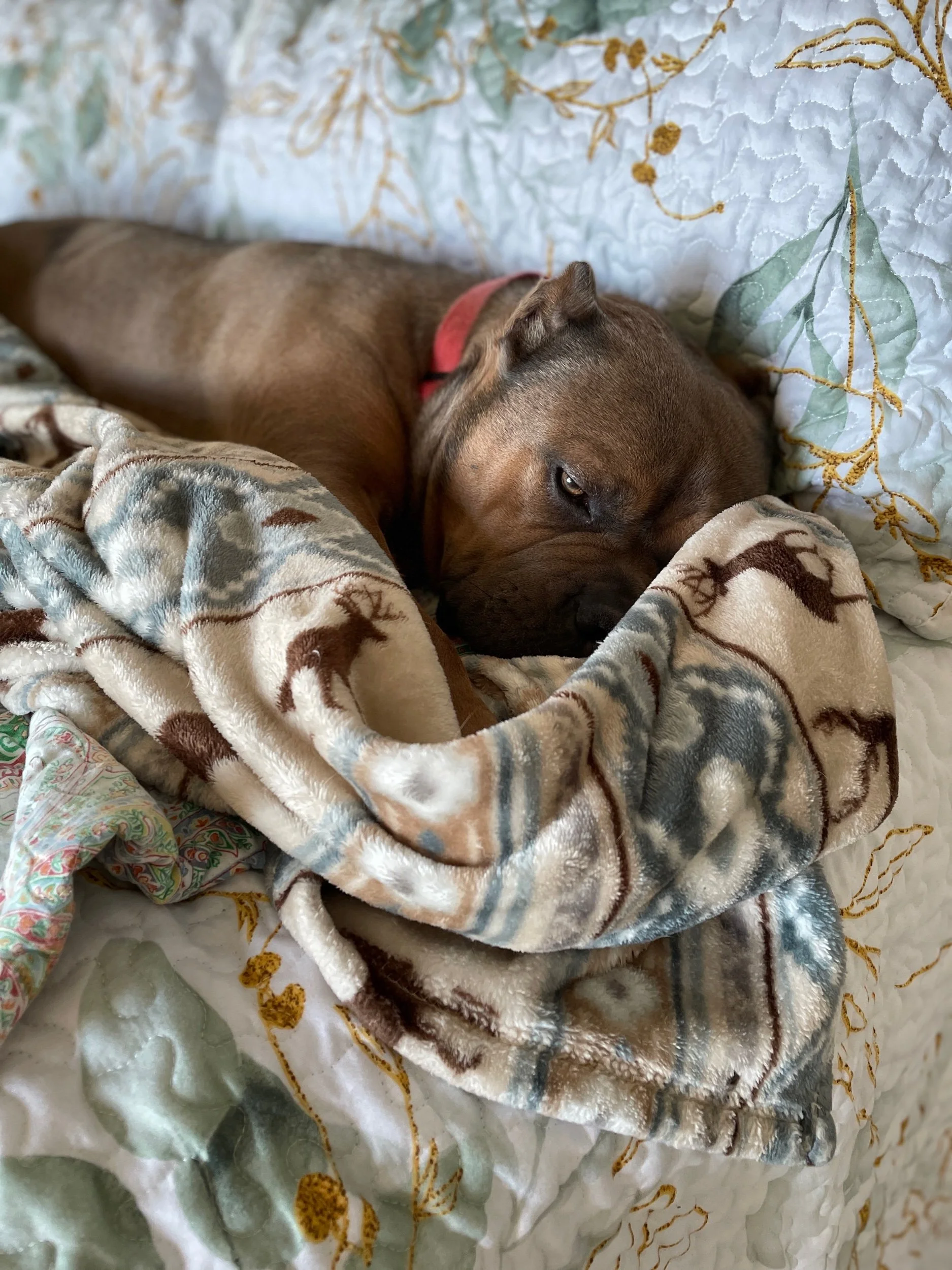 Pic of the week: Cozy Callie